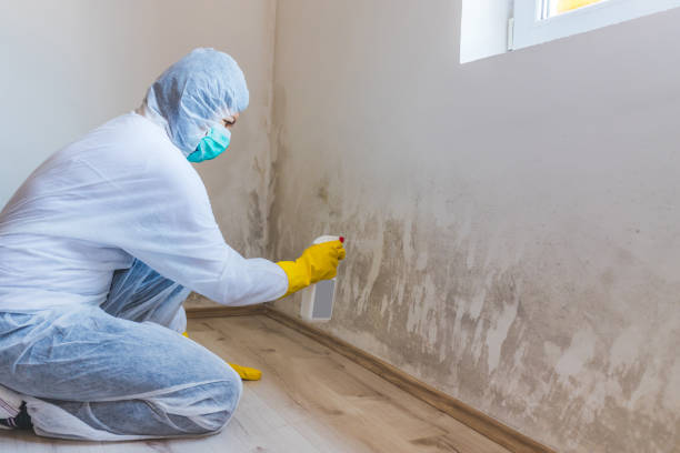 Licensed Mold Inspection service in Floral Park, NY - WQB Mold Removal